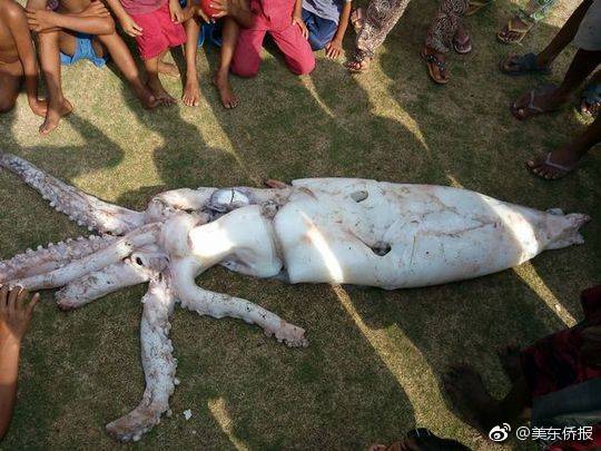 广告行业_嘉兴的茶