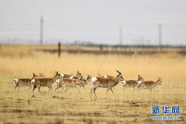 邮政快递_大连新茶论坛