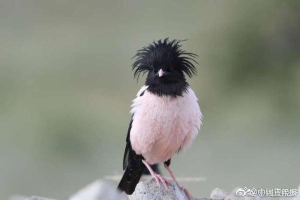 咨询_珠海品茶上课群qq